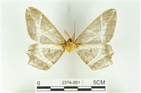 樹形尺蛾藏品圖，第2張