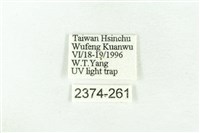 樹形尺蛾藏品圖，第3張