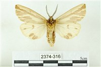 赭新污燈蛾藏品圖，第2張