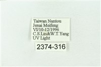 赭新污燈蛾藏品圖，第3張