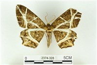 樹形尺蛾藏品圖，第1張