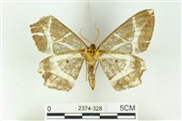 樹形尺蛾藏品圖，第2張