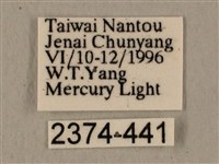 全緣缺角天蛾藏品圖，第3張