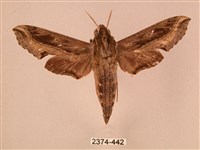 斜線天蛾藏品圖，第1張