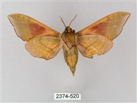 榆綠天蛾藏品圖，第2張