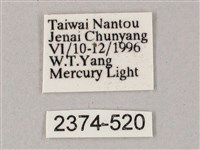 榆綠天蛾藏品圖，第3張