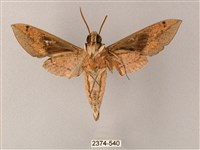 藏斜紋天蛾藏品圖，第2張