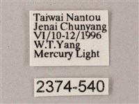 藏斜紋天蛾藏品圖，第3張