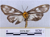 巨網燈蛾藏品圖，第2張