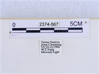 巨網燈蛾藏品圖，第3張