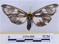 巨網燈蛾藏品圖，第1張