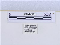 巨網燈蛾藏品圖，第3張