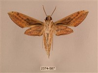 背線天蛾藏品圖，第2張