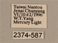 背線天蛾藏品圖，第3張