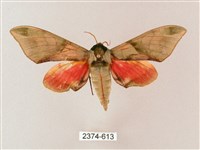 榆綠天蛾藏品圖，第1張