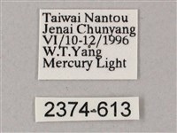 榆綠天蛾藏品圖，第3張