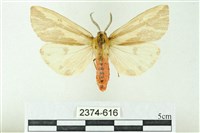 赭新污燈蛾藏品圖，第1張