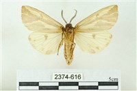 赭新污燈蛾藏品圖，第2張