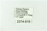 赭新污燈蛾藏品圖，第3張