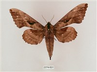 盾天蛾藏品圖，第1張