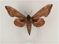 盾天蛾藏品圖，第2張