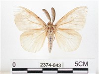 木毒蛾藏品圖，第1張