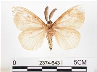 木毒蛾藏品圖，第2張