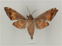 全緣缺角天蛾藏品圖，第2張