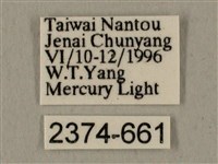 全緣缺角天蛾藏品圖，第3張