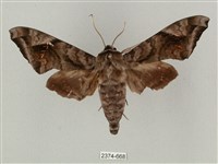 全緣缺角天蛾藏品圖，第1張