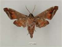 全緣缺角天蛾藏品圖，第2張