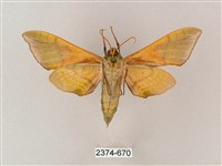 榆綠天蛾藏品圖，第2張