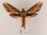 綠背斜紋天蛾藏品圖，第1張