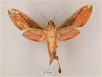 綠背斜紋天蛾藏品圖，第2張