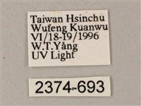 綠背斜紋天蛾藏品圖，第3張