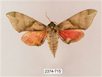 榆綠天蛾藏品圖，第1張