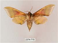 榆綠天蛾藏品圖，第2張