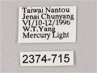 榆綠天蛾藏品圖，第3張