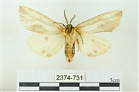 赭新污燈蛾藏品圖，第2張