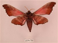 桃紅六點天蛾藏品圖，第2張