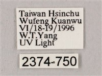 桃紅六點天蛾藏品圖，第3張