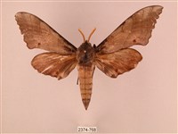 栗六點天蛾藏品圖，第1張