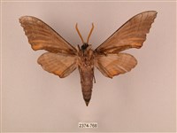 栗六點天蛾藏品圖，第2張