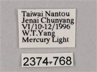 栗六點天蛾藏品圖，第3張