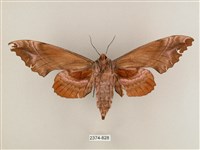 盾天蛾藏品圖，第2張