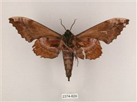 盾天蛾藏品圖，第2張