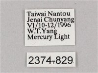 盾天蛾藏品圖，第3張