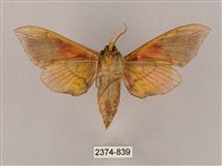 榆綠天蛾藏品圖，第2張