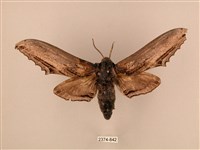 臺灣鋸翅天蛾藏品圖，第1張