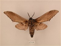 臺灣鋸翅天蛾藏品圖，第2張